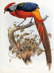 Hybrid Pheasant Chrysolophus pictus Chrysolophus amherstiae
